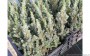 plantgoed conica sander s blue
